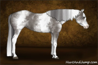 Horse Color:White Spotted Buckskin Dun Splash 