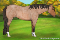 Horse Color:Bay Roan 