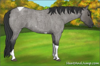Horse Color:Grullo Roan Tobiano 