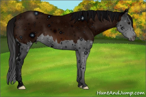 Horse Color: ERROR: UNKNOWN ANOMALY
