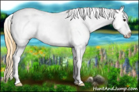Horse Color:Buckskin Roan Blanket Rabicano 
