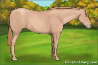 Horse Color:Gold Champagne Rabicano