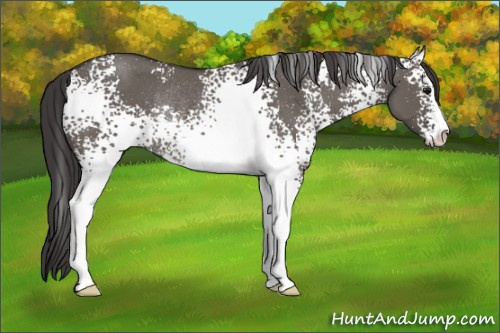 Horse Color: White Spotted Smoky Grullo Sabino Rabicano 
