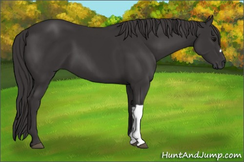 Horse Color: Buckskin 