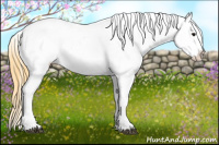 Horse Color:Buckskin Roan Appaloosa Rabicano 