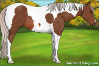 Horse Color:Silver Bay Tobiano