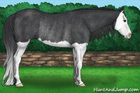 Horse Color:Black Splash Rabicano