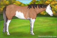Horse Color:Bay Roan Splash Rabicano