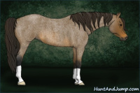 Horse Color:Gray Buckskin Roan 