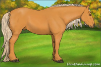 Horse Color:Palomino 