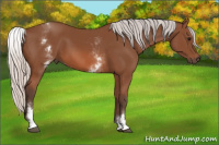 Horse Color:White Spotted Silver Bay