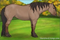Horse Color:Bay Dun 