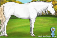Horse Color:Buckskin Splash Appaloosa