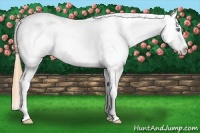 Horse Color:White Spotted Smoky Grullo Pearl Appaloosa 