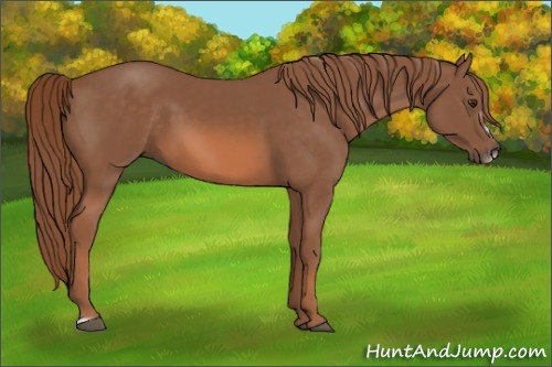Horse Color: Chestnut Frame 