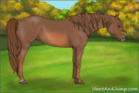 Horse Color:Chestnut Frame