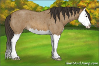 Horse Color:Buckskin Roan Splash 