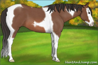 Horse Color:Bay Roan Splash Tobiano 