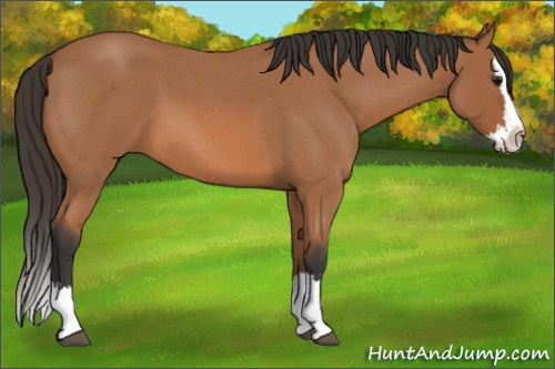 Horse Color: Bay Roan Splash 