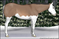 Horse Color:Bay Dun Splash 
