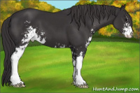 Horse Color:Buckskin Sabino