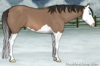 Horse Color:Bay Dun Splash