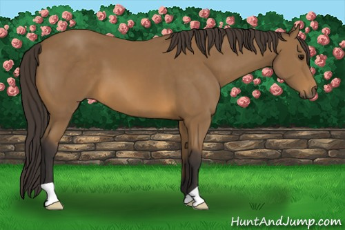 Horse Color: Buckskin 