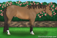 Horse Color:Buckskin 