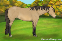Horse Color:Buckskin Roan 