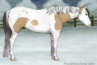 Horse Color:Buckskin Dun Splash Tobiano 