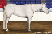 Horse Color:Perlino Roan Dun 