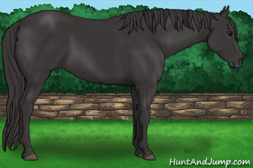 Horse Color: Buckskin 