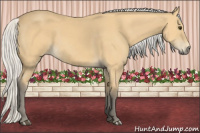 Horse Color:Silver Buckskin 