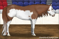 Horse Color:Liver Chestnut Splash Frame