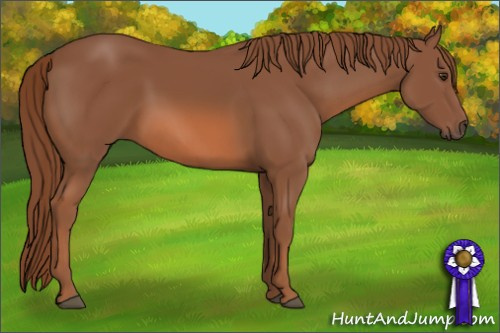Horse Color: Chestnut 
