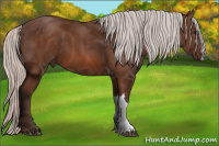 Horse Color:Silver Bay 