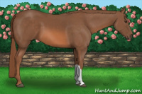Horse Color:Liver Chestnut 