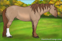 Horse Color:Red Dun 