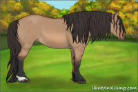 Horse Color:Bay Dun