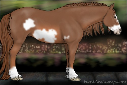 Horse Color: Liver Chestnut Frame 