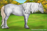 Horse Color:Chestnut Splash Appaloosa 