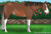 Horse Color:Bay Splash 
