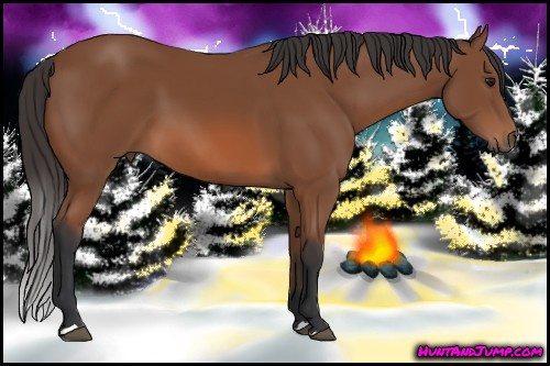 Horse Color: Bay 