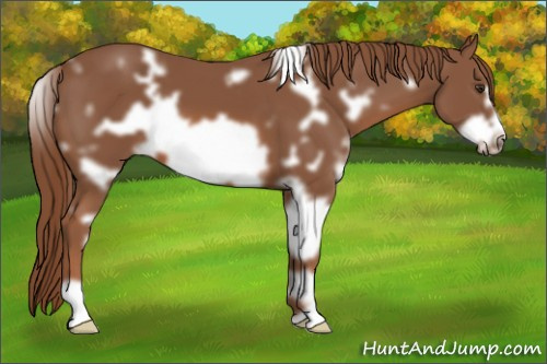 Horse Color: White Spotted Chestnut Frame 