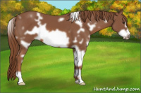 Horse Color:White Spotted Chestnut Frame 