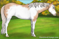 Horse Color:Silver Amber Champagne Splash Frame