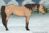 Horse Color:Bay Dun