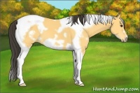 Horse Color:White Spotted Buckskin Tobiano Frame 