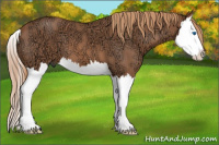 Horse Color:Red Ice Roan Sabino Splash 