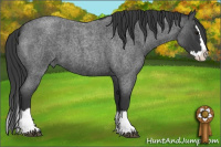Horse Color:Blue Roan Splash 